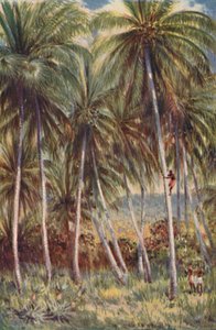 Palme di cocco nel Queensland settentrionale, 1923