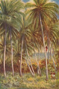 Palme di cocco, 1924
