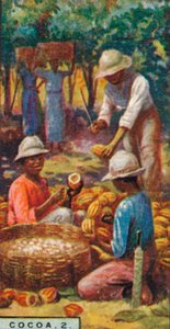 Cacao, 2. - Apertura dei baccelli, Trinidad, 1928 da Unbekannt
