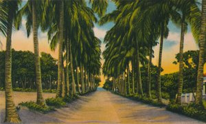 Viale delle noci di cocco, Barranquilla, c1940s da Unbekannt