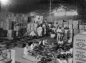 Produzione di Cocco, India, XX secolo