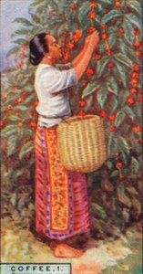 Caffè, 1. - Raccolta delle bacche, Indie Orientali, 1928 da Unbekannt