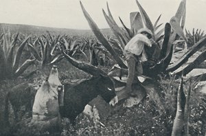 Raccolta di acqua di miele da un maguey, 1916 da Unbekannt