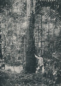 Raccolta della gomma, 1916 da Unbekannt