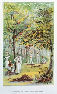 Raccolta di cacao, Venezuela, 1892