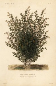 Crespino comune, Berberis vulgaris da Unbekannt