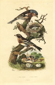 Fringuello comune, Fringilla coelebs, nido e uova, e fringuello alpino, Fringilla montifringilla con uova da Unbekannt