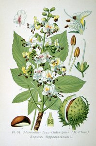 Ippocastano comune, 1893
