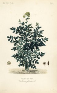 Pigamo dei prati da Unbekannt