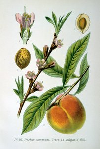 Pesca comune, 1893