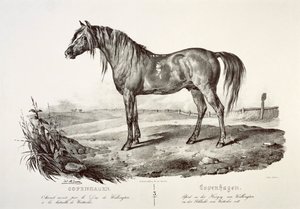 Copenhagen, il cavallo del Duca di Wellington, XIX secolo da Unbekannt