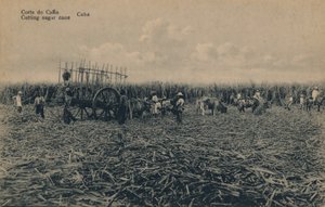 Corte de Cana - Taglio della canna da zucchero - Cuba, c1910 da Unbekannt