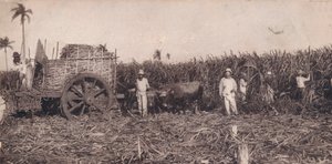 Corte de Canna. - Raccolta della canna da zucchero. Cuba, c1900 da Unbekannt