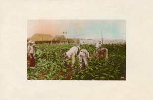 Cosecha de tabaco. - Piantagione di Tabacco, c1910