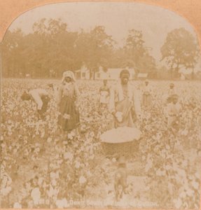 Raccolta del cotone, c1900 da Unbekannt