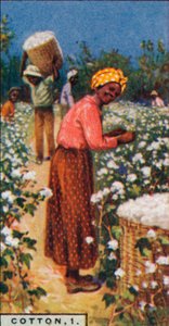 Cotone, 1. - Raccolta del cotone con semi, Indie Occidentali, 1928 da Unbekannt
