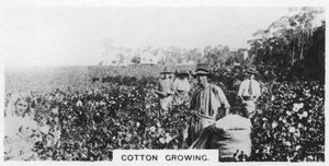 Raccolta del cotone, Australia, 1928 da Unbekannt