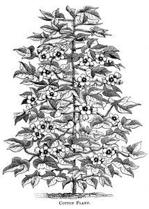 Pianta di cotone