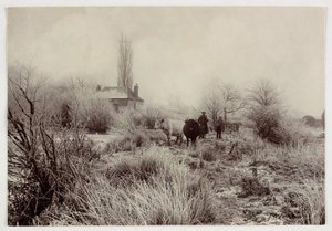 Mucche in un campo gelato, circa 1890 da Unbekannt