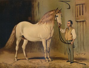 Cavallo da carrozza di stato crema. Della scuderia di Sua Maestà, c1879