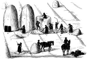 Rotazione delle colture: trebbiatura dell