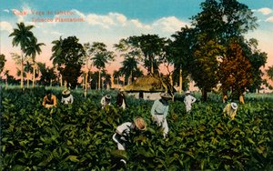 Cuba: Vega de tabaco. Piantagione di tabacco, c1900 da Unbekannt