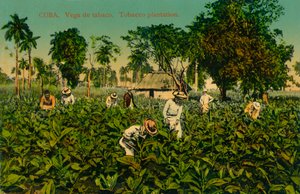 Cuba. Vega de tabaco. Piantagione di tabacco, c1920s da Unbekannt