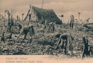 Coltivazione del tabacco a Vuelta Abajo, c1900 da Unbekannt