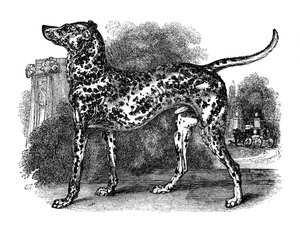 Cane dalmata