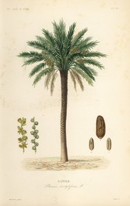 Palma da dattero, Phoenix dactylifera, Dattier da Unbekannt