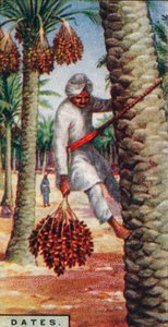 Raccolta dei datteri, Nord Africa, 1928