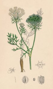 Daucus Carota. Carota selvatica, XIX secolo