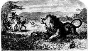 David Livingstone, salvato da un leone da Mebalwe, un maestro di scuola nativo da Unbekannt
