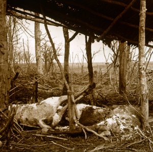 Cavalli morti, Verdun, Francia settentrionale, c1914-c1918 da Unbekannt