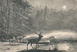Cervi sul Lago St. Regis, di notte, 1883 da Unbekannt