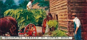 Consegna del tabacco al fienile di essiccazione, 1926