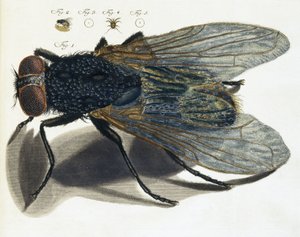 Descrizione al microscopio di una mosca
