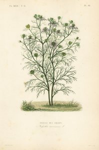Nigella dei campi, Nigella arvensis