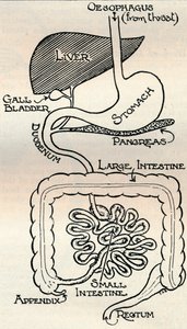 Diagramma che mostra il canale alimentare, che attraversa il corpo, c1934 da Unbekannt