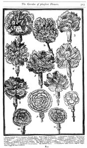 Dianthus Garofani e Pinks, 1629 da Unbekannt