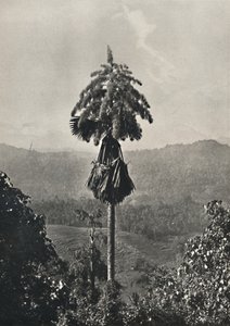 Die Talipotpalm Corypha umbracalifera in Blute, 1926 da Unbekannt