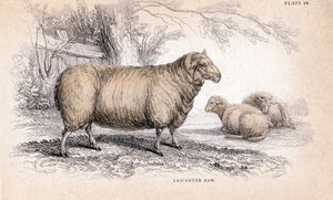 Dishley New Leicester Ram da Unbekannt
