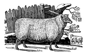 Pecore Dishley New Leicester, 1811 da Unbekannt