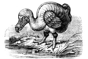 Dodo da Unbekannt