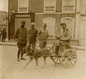 Carretto per cani, Francia, c1914-c1918 da Unbekannt