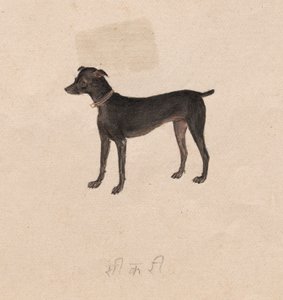 Cane