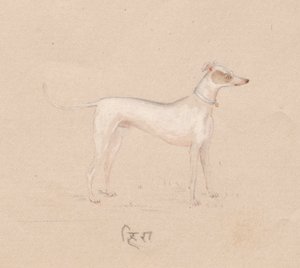 Cane, 1800s da Unbekannt