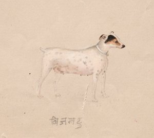 Cane, 1800s da Unbekannt