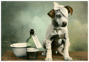 Cane con bende da Unbekannt