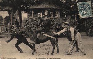 Asino Tetu e Recalcitrante - Cartolina datata 1904 da Unbekannt